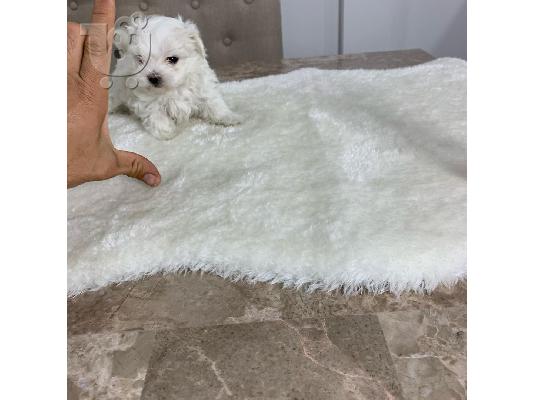 ΚΟΥΤΟΥΡΙΑ TEACUP MALTESE